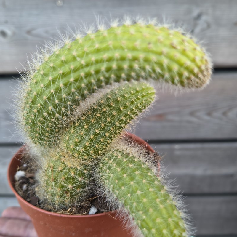 Cleistocactus colademononis (Kaktus) ´MONKEY TAIL´ - kont. P11, výška 5 cm, ⌀10-15 cm 